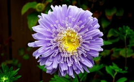 翠菊
