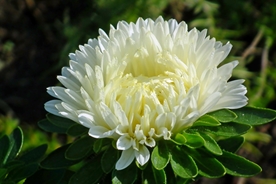 翠菊