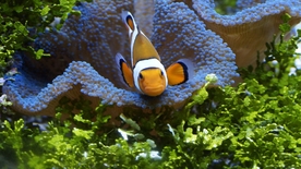 海葵鱼