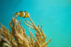 海葵鱼