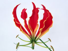 花