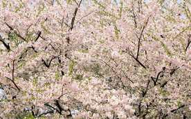 花草