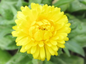 花草