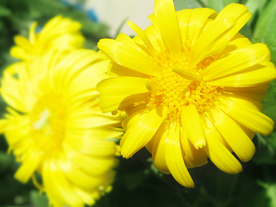 花草