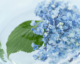 花草