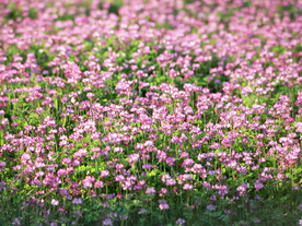 花卉