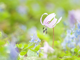 花卉