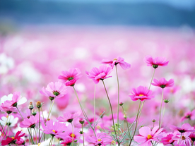 花卉