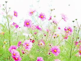 花卉