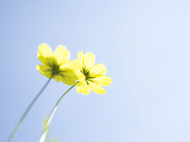 花卉