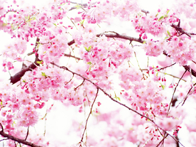 花卉