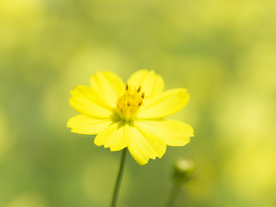 花卉