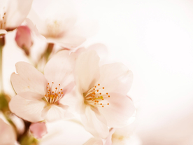 花卉