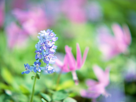 花卉