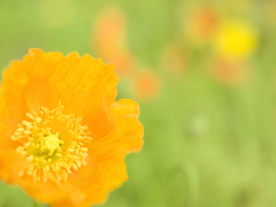花卉