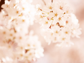 鲜花