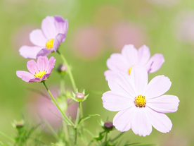 鲜花