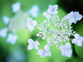鲜花