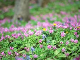 鲜花