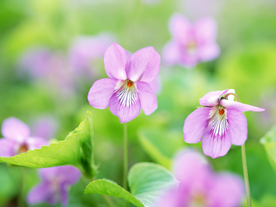 鲜花