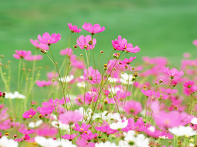 鲜花