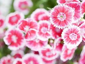 鲜花