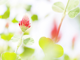 鲜花