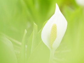 鲜花
