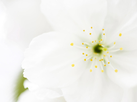 鲜花