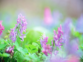 鲜花