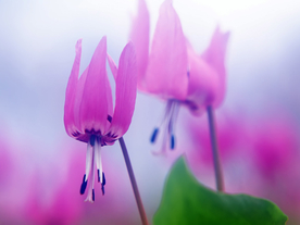 鲜花