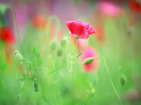 鲜花