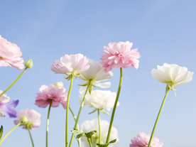鲜花