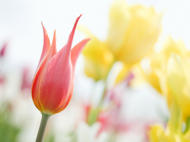 鲜花