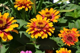 百日菊