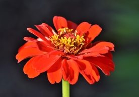 百日菊