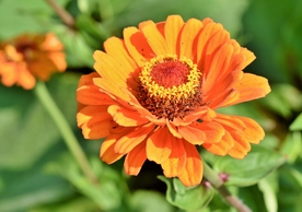 百日菊