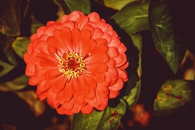 百日菊