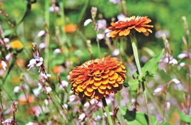 百日菊