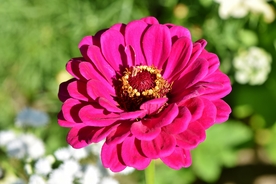 百日菊