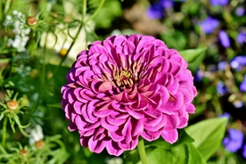 百日菊