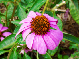松果菊