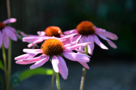 松果菊