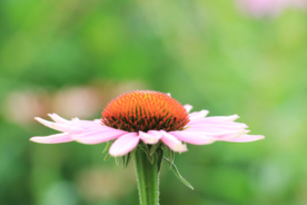 松果菊