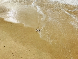 海星