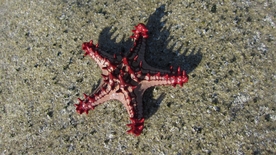 海星