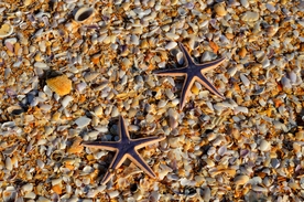 海星