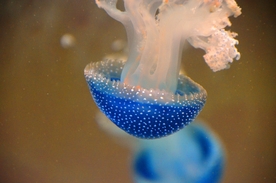 水母