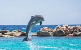 海豚