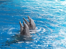 海豚
